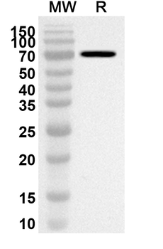 ASFV F778R Rabbit Polyclonal Antibody
