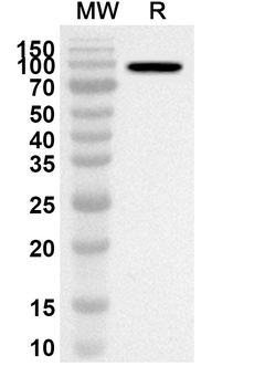 CSFV NS5B Rabbit Polyclonal Antibody