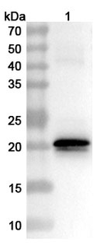 ASFV War-135/pE184L Rabbit Polyclonal Antibody