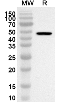 TGEV N/Nucleoprotein Rabbit Polyclonal Antibody