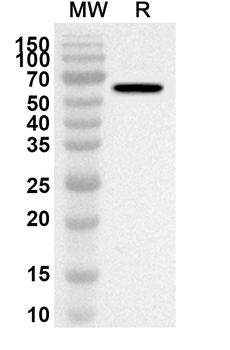JEV NS1/Non-structural protein 1 Rabbit Polyclonal Antibody