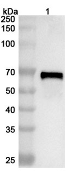 JEV NS1/Non-structural protein 1 Rabbit Polyclonal Antibody