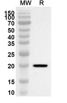 IL36A/IL-1F6 Rabbit Polyclonal Antibody