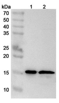 IL36B/IL-1F8 Rabbit Polyclonal Antibody
