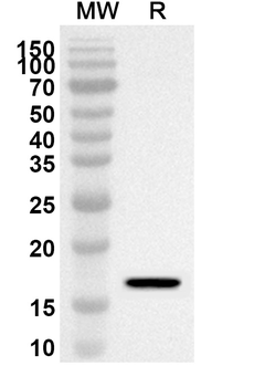 CD268/TNFRSF13C Rabbit Polyclonal Antibody