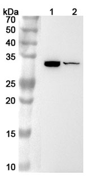 IL31 Rabbit Polyclonal Antibody
