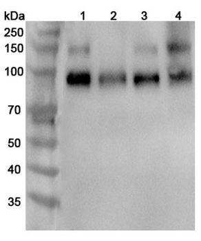 TrkB /NTRK2 Rabbit Polyclonal Antibody