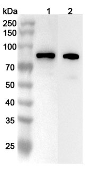 CD155/PVR Rabbit Polyclonal Antibody