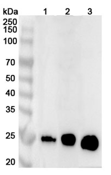 CD90/THY1 Rabbit Polyclonal Antibody