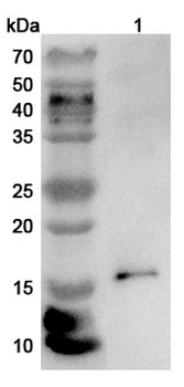 CCL25/TECK Rabbit Polyclonal Antibody