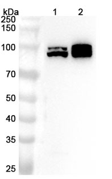 RAD18 Rabbit Polyclonal Antibody
