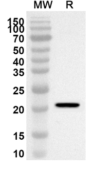 CD32/FcRII/Ly-17 Rabbit Polyclonal Antibody