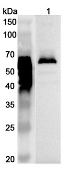 LYVE1 Rabbit Polyclonal Antibody
