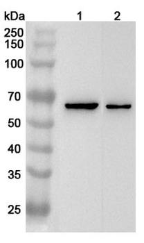 KCNH2/ERG1 Rabbit Polyclonal Antibody