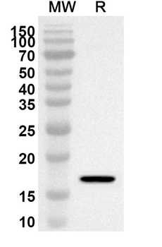 FAM3B Rabbit Polyclonal Antibody