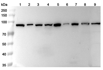 HSP90AA1 Rabbit Polyclonal Antibody