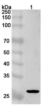 PTTG1 Rabbit Polyclonal Antibody