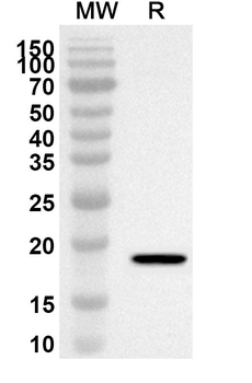 CLDN11 Rabbit Polyclonal Antibody