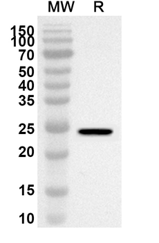 FGF19 Rabbit Polyclonal Antibody