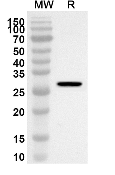 ABCC4 Rabbit Polyclonal Antibody