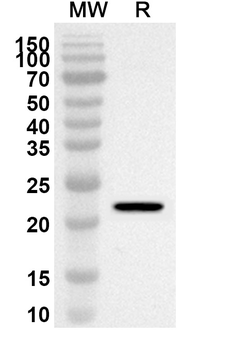 PXDN Rabbit Polyclonal Antibody