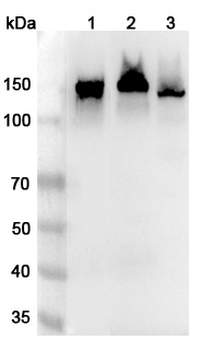 CD325/CDH2 Rabbit Polyclonal Antibody