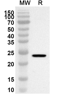 CDC123 Rabbit Polyclonal Antibody