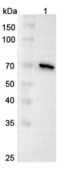 COL8A1 Rabbit Polyclonal Antibody