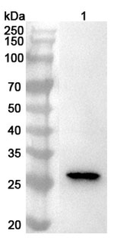 NOL3 Rabbit Polyclonal Antibody