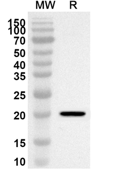 PTGES3/P23 Rabbit Polyclonal Antibody