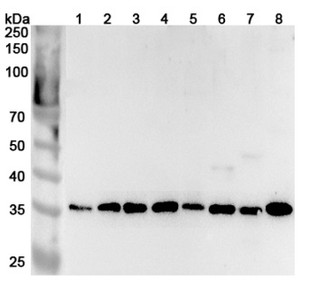 SEC13 Rabbit Polyclonal Antibody