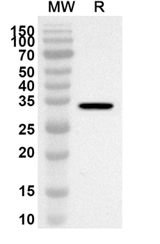 SENP3 Rabbit Polyclonal Antibody