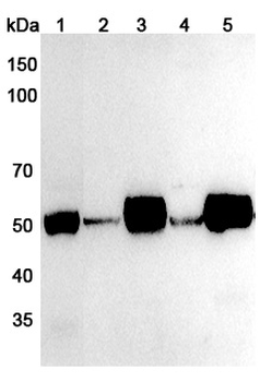 RCOR1 Rabbit Polyclonal Antibody