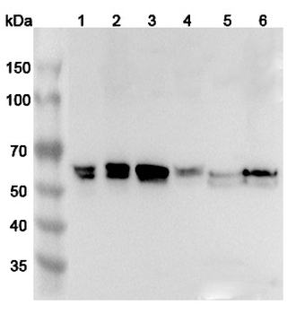 NAP1L4 Rabbit Polyclonal Antibody