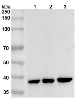 GNAO1 Rabbit Polyclonal Antibody
