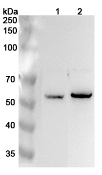 EHD1 Rabbit Polyclonal Antibody