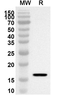 MPZL2 Rabbit Polyclonal Antibody