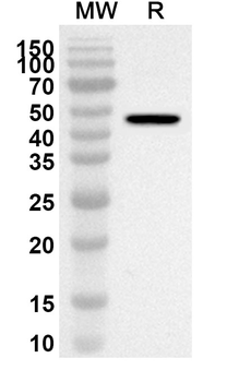 SERPINH1 Rabbit Polyclonal Antibody