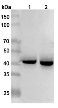 TACSTD2/TROP2 Rabbit Polyclonal Antibody