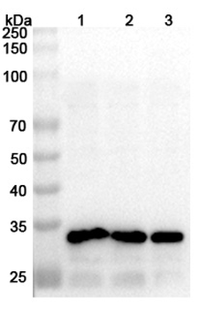 MPOX A5L Rabbit Polyclonal Antibody