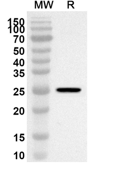 Zebrafish TLR4/tlr4al Rabbit Polyclonal Antibody