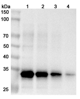 Zaire ebolavirus NP/Nucleoprotein Rabbit Polyclonal Antibody