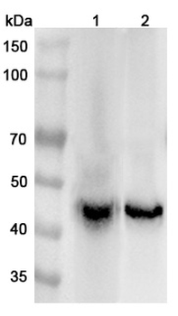 ATP1B1 Rabbit Polyclonal Antibody