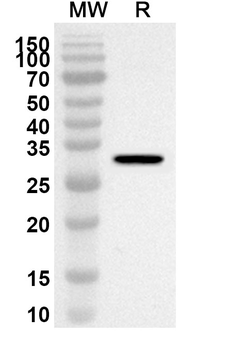 NFIL3 Rabbit Polyclonal Antibody