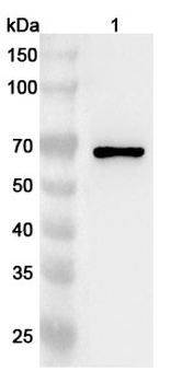 HEXIM1 Rabbit Polyclonal Antibody