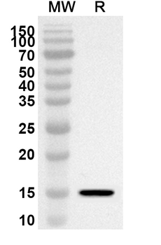 SCUBE3 Rabbit Polyclonal Antibody