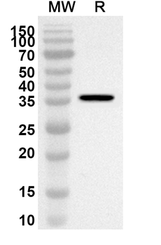 SF3B3 Rabbit Polyclonal Antibody