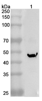 STBD1 Rabbit Polyclonal Antibody