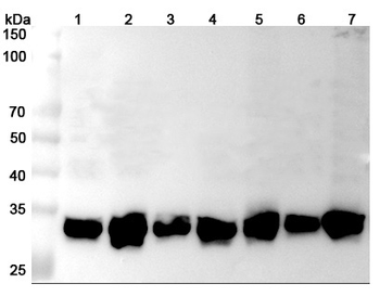 YWHAE Rabbit Polyclonal Antibody