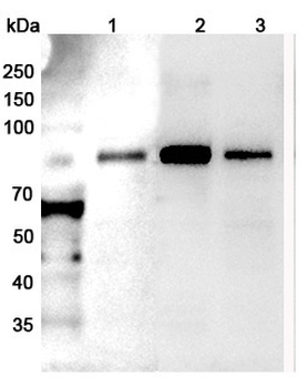 RHOT2 Rabbit Polyclonal Antibody